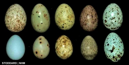 Eggs laid by different host-races of the Common Cuckoo are on the top row, with eggs laid by their target hosts shown directly below. Photos by M. C. Stoddard and copyright the Natural History Museum. 